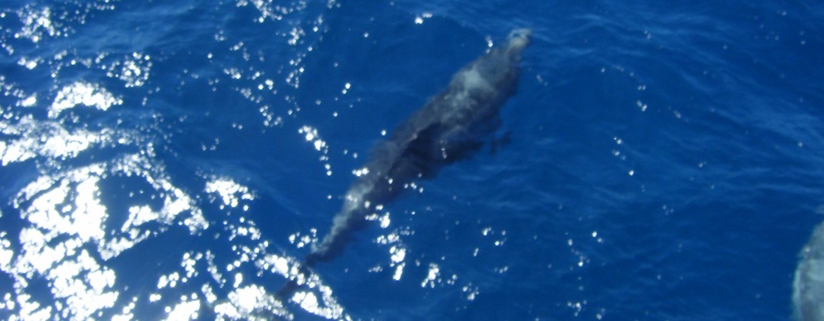 Dolphin: North Atlantic